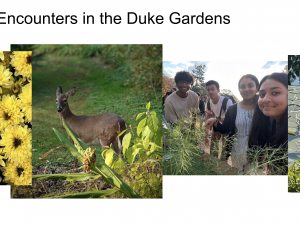 Multipe images featuring Duke Hindi students in Duke gardens, a deer that was spotted, and yellow mums, and water lillies