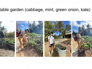 4 separate photos of Hindi students posing with various vegetables found at Duke Gardens (from left to right: student posing with cabbage, mint, green onion, kale).